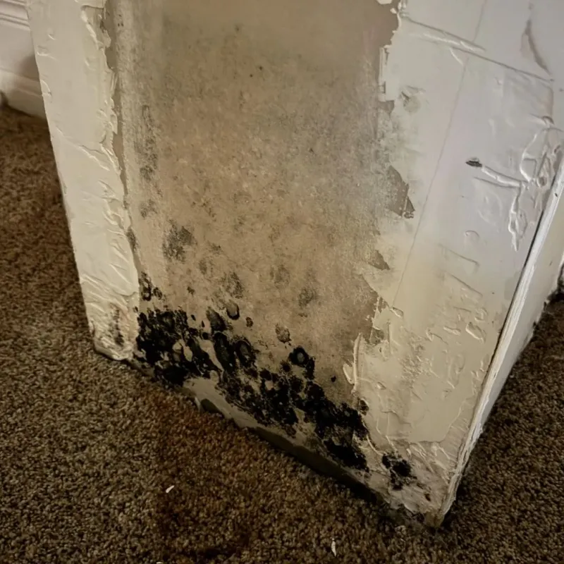 Professional Mold Removal in Cass City, MI